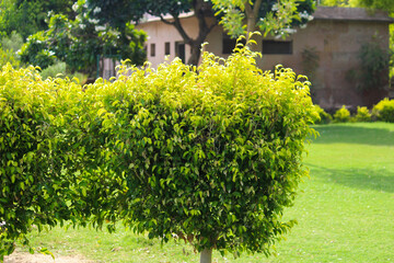 Fototapeta na wymiar small leaf tree in the garden
