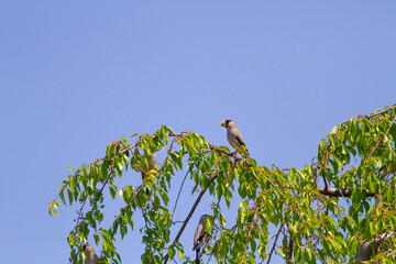 よく晴れた春の日にシダレザクラの実を食べに来たイカル