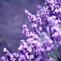 Selective focus Lavender flowers at sunset rays, Blooming Violet fragrant lavender flower summer landscape. Growing Lavender, harvest, perfume ingredient, aromatherapy. Lavender field lit by sunlight