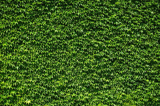 Ivy (Hedera helix) Type of plant Climbing, green wall from Greek ivy