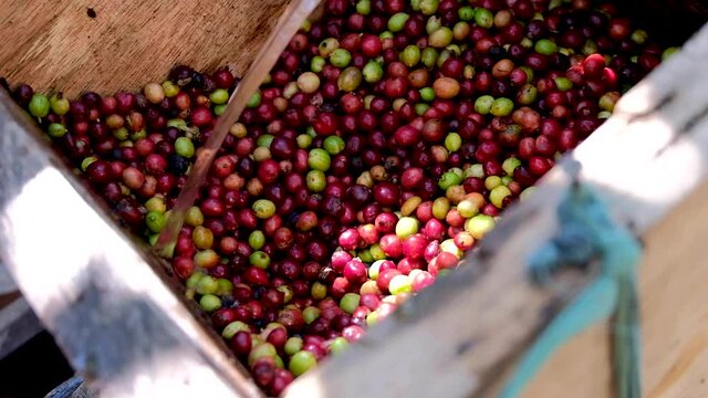 Ripe Coffee Cherry Beans Pulped By Water Process With Wooden Pulping Machine During Coffee Harvest In Timor Leste, South East Asia