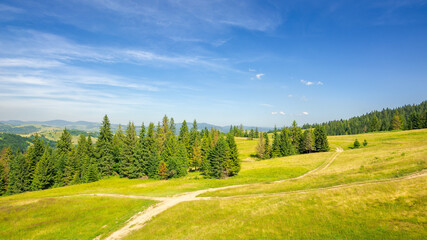 forested hill of carpathian mountains. trail through the meadow. sunny evening with blue sky above the distant ridge