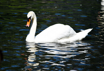 White swan on the lake in the Kaliningrad Zoo