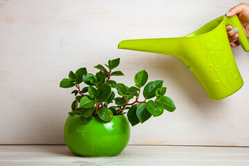 Woman is watering a houseplant from a watering can.