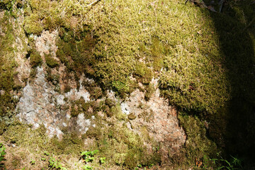 Summer Forest 
# 4