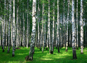 Summer birch forest in the rays of sunlight