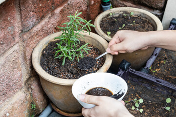 Coffee grounds being added to rosemary plant as natural organic fertilizer rich in nitrogen for...