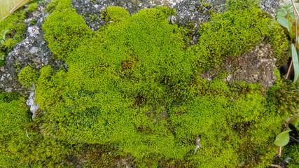 moss detail on wet rocks