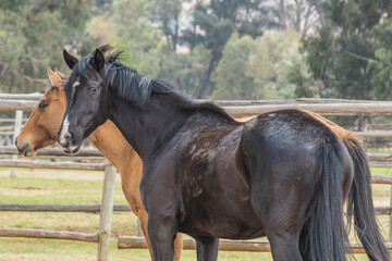 Black Horse on Farm