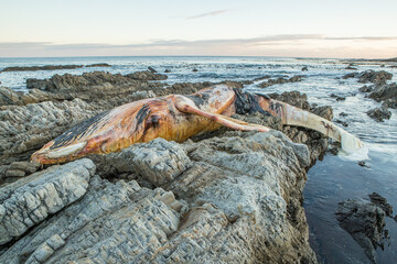 Dead Juvenile Humpback Whale in Hermanus
