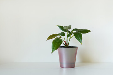 white wall and plant on the table at home
