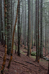 Misty, mysterious coniferous forest on a slope, tree trunks overgrown with lichens