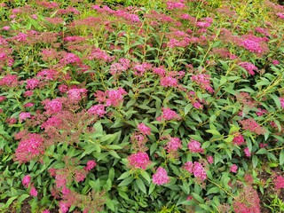 Pink flowers of Spiraea japonica, Japanese meadowsweet or Japanese spiraea.