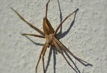 un bell'esemplare di Pisaura