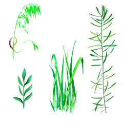 Green grass watercolor isolated on white background set for all prints.