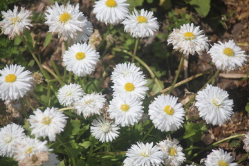 Obraz premium daisies in a field