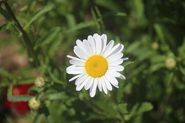 Fototapeta premium daisy in a garden