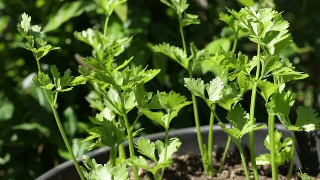 Close-up of home grown celery seedlings
