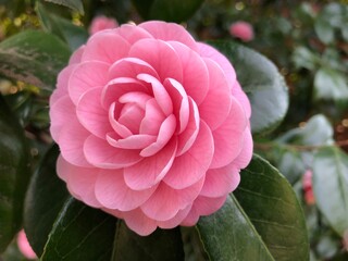 pink rose bush