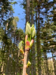 ハリギリ 新芽 センの木 山菜