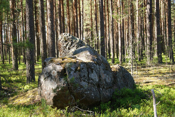 Obraz premium Summer Forest # 9