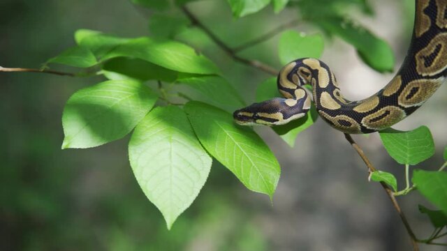 A large boa constrictor crawls among green leaves close-up. Snake in the terrarium. Blurred background.