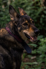 A shepherd in a forest portrait
