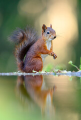 Red squirrel (Sciurus vulgaris)