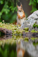 Red squirrel (Sciurus vulgaris)