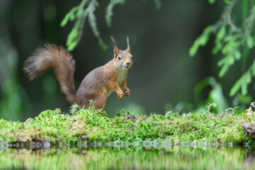 Red squirrel (Sciurus vulgaris)