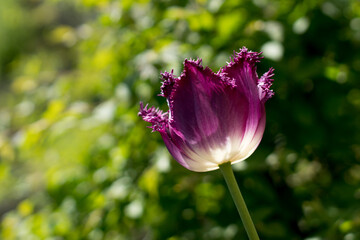 Beautiful tulips in their diverse diversity.