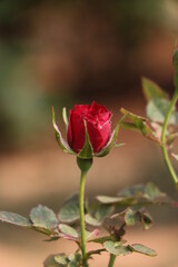 A single budding red rose with blur background