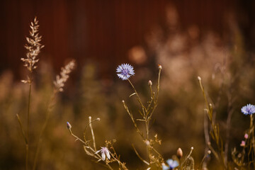 Blumenwiese