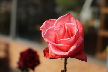 A single blooming pink rose with soft focus background