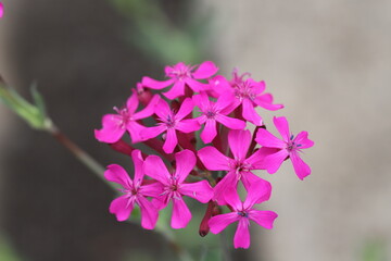 春の庭に咲くムシトリナデシコのピンク色の花