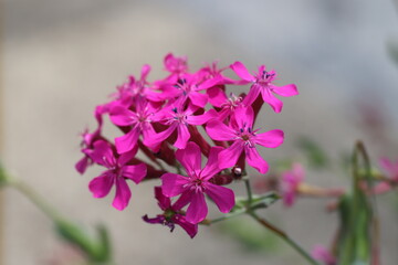 春の庭に咲くムシトリナデシコのピンク色の花