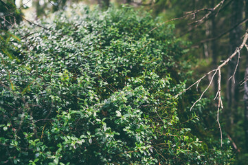 Fototapeta premium Scenic natural green background in blur behind vivid thickets in sunlight. Beautiful bushes in bokeh behind colorful leaves close-up. Backdrop from rich greenery in sunny day with copy space. 