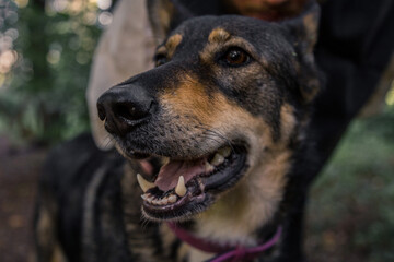 A shepherd in a forest portrait macro