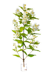 Philadelphus coronarius (sweet mock orange, English dogwood) in a glass vessel on a white background
