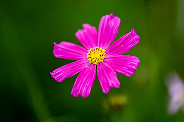 Fototapeta premium 草木の中のピンクのコスモスのアップ 背景 壁紙