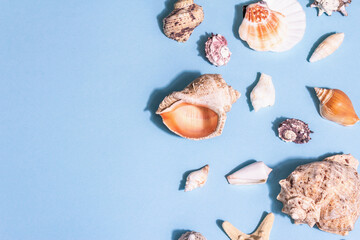 Obraz na płótnie Canvas Summer vacation concept. Assorted seashells on a pastel blue background