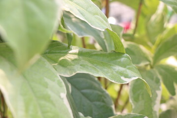 leaves on a bush