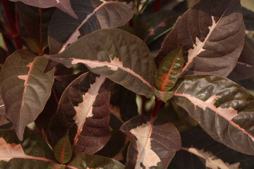 red and yellow leaves
