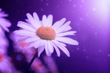 Obraz premium Flower in a magical world