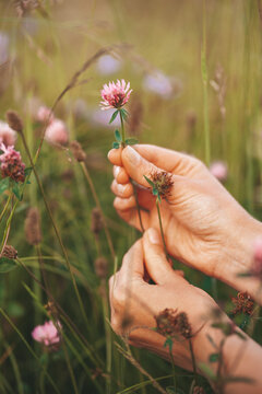 Homeopathy herbs. Hands pluck a wild-growing clover in the meadow. Traditional medicine.