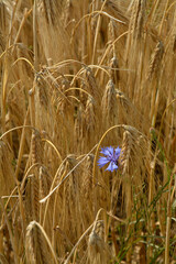 kornblume in getreidefeld