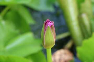 The budding light pink water lily floating on the water 