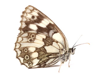 Fototapeta premium Chess Board butterfly macro isolated on white background, side view