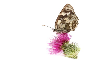 Chess Board butterfly on pink burdock flower isolated on white background, side view