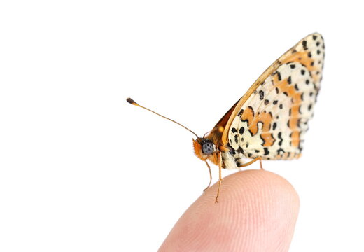 Twin-spot fritillary butterfly on finger, Brenthis hecate isolated on white background with clipping path - Powered by Adobe